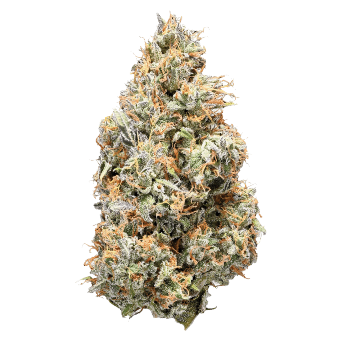 Sativa